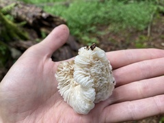 Hypomyces tremellicola
