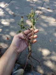 Cirsium vulgare