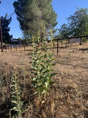 Asclepias erosa