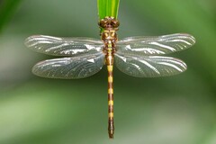 Paragomphus capricornis
