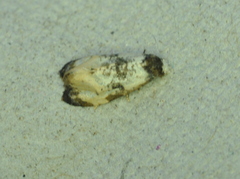 Phalonidia memoranda