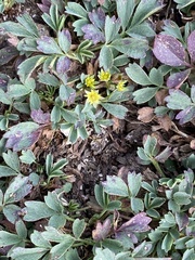 Sibbaldia procumbens