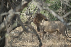 Panthera leo melanochaita