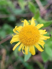 Pulicaria dysenterica