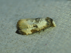 Phalonidia memoranda