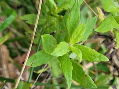 Pulicaria dysenterica