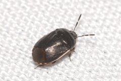 Canthophorus maculipes