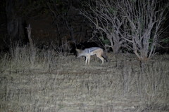 Lupulella mesomelas mesomelas
