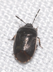 Canthophorus maculipes