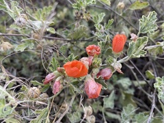 Sphaeralcea coccinea