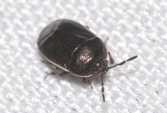 Canthophorus maculipes