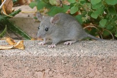 Rattus rattus