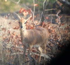 Raphicerus campestris campestris