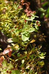 Hypericum boreale