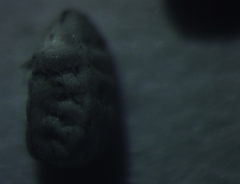 Euphorbia glyptosperma