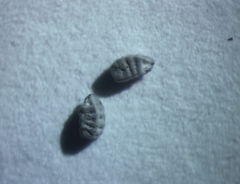 Euphorbia glyptosperma