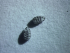 Euphorbia glyptosperma