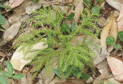 Araucaria columnaris