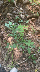 Symphoricarpos orbiculatus
