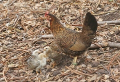 Gallus gallus domesticus