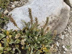 Salix petrophila