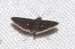 Heliothela wulfeniana