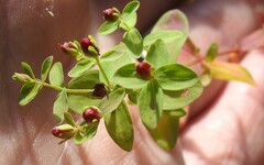 Hypericum boreale