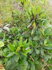 Rhododendron caucasicum