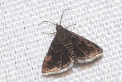 Heliothela wulfeniana
