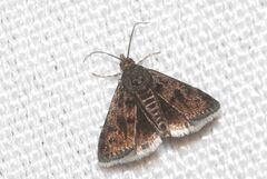 Heliothela wulfeniana