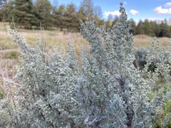 Artemisia tridentata