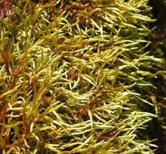 Pleurozium schreberi