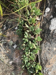 Curio crassulifolius