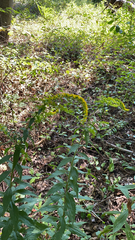 Solidago ulmifolia