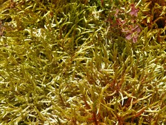 Pleurozium schreberi