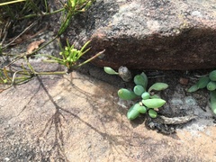 Curio crassulifolius
