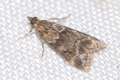 Eudonia mercurella