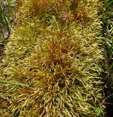 Pleurozium schreberi