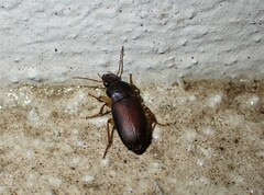 Harpalus rufipes