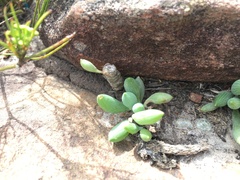 Curio crassulifolius