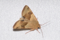 Heliothis viriplaca