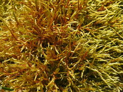 Pleurozium schreberi