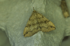 Phalaenostola eumelusalis