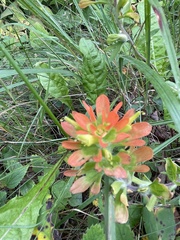 Castilleja coccinea