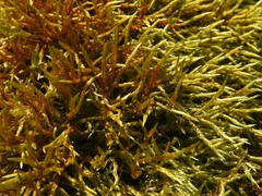 Pleurozium schreberi