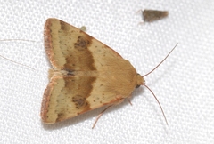 Heliothis viriplaca