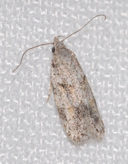 Symmoca signatella