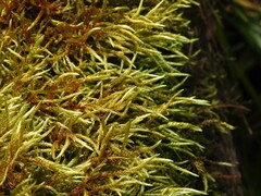 Pleurozium schreberi