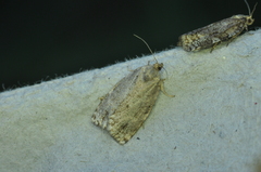 Choristoneura fumiferana