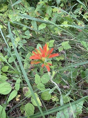 Castilleja coccinea